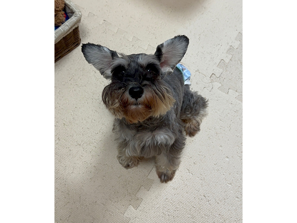 モデル犬卒業後、里親さん宅での様子♪～リアンちゃん～
